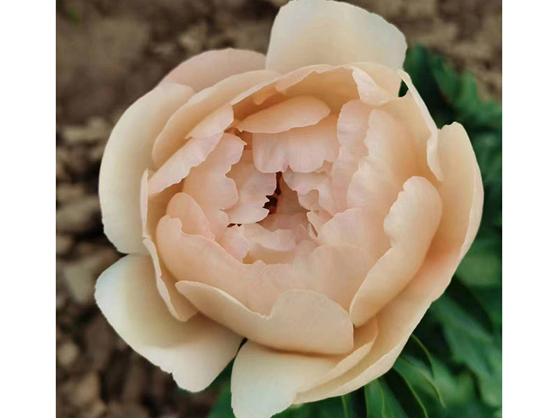 國(guó)王節(jié) 早期 花徑極大 半重瓣